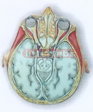 HUMAN SKULL CT MODEL